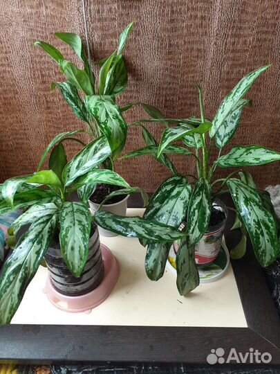 Аглаонема Трейба