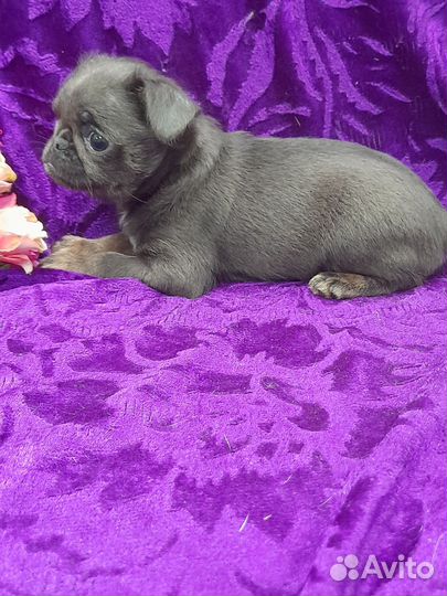 Пти брабансон