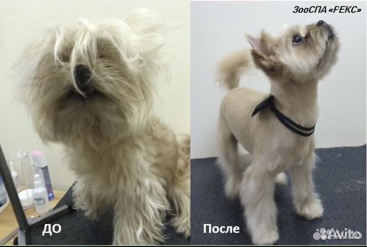 Уход за животными