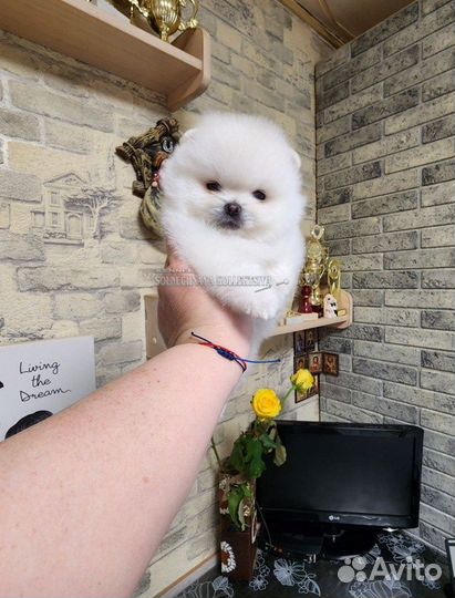 Шпиц померашечка мини беленькое чудо