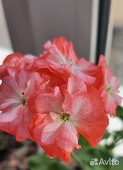 Пеларгония