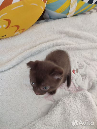 Котёнок Мальчик Британец