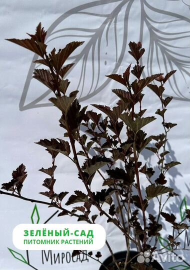 Пузыреплодник 