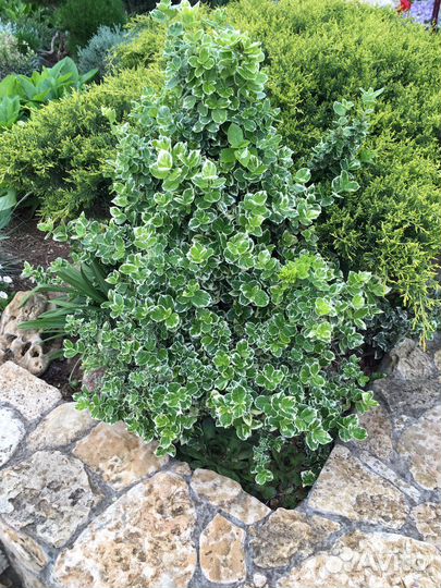 Бересклет форчуна