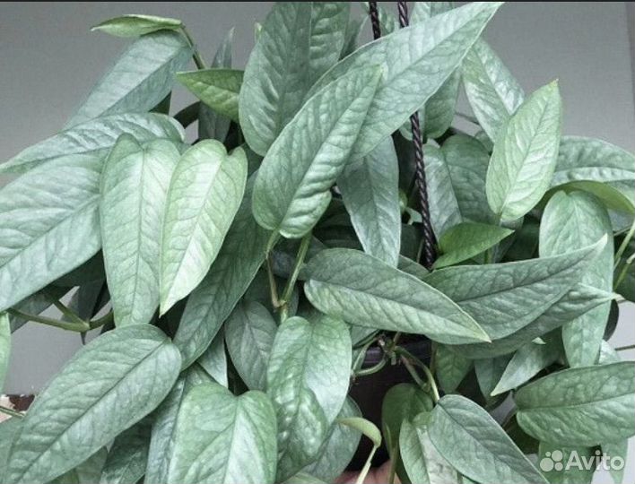 Эпипремнум себу блю