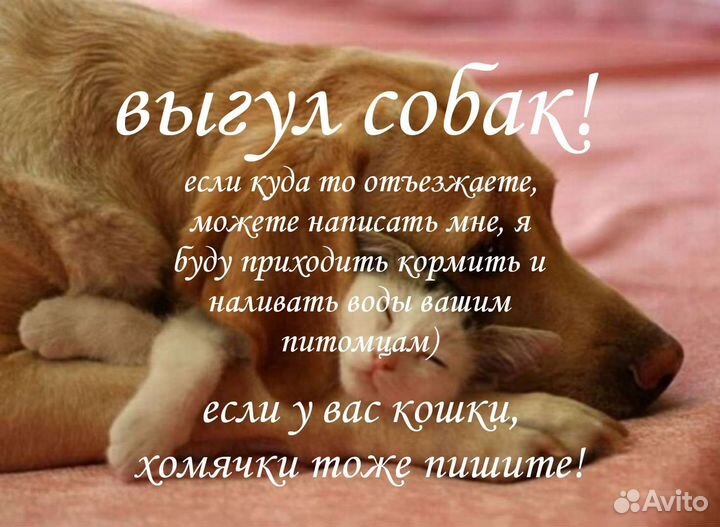 Выгул собак