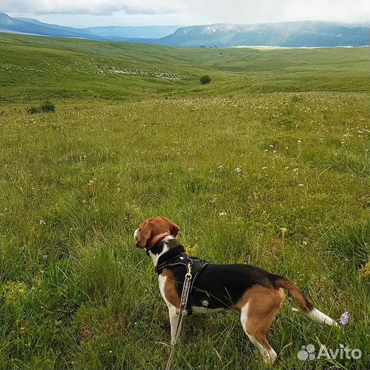 Эстонская гончая, бигль