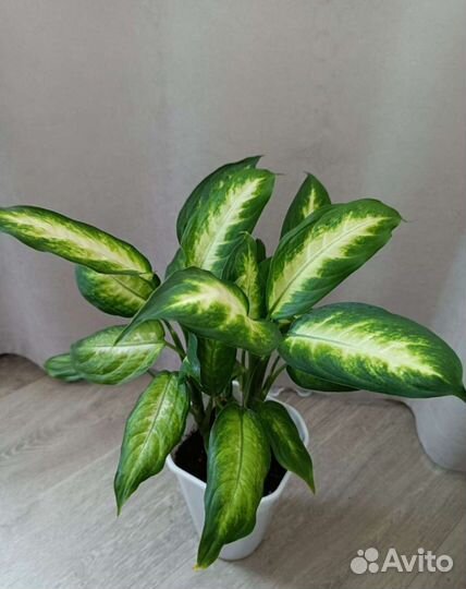 Диффенбахия Камилла, отростки