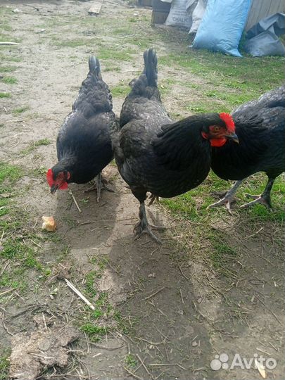 Куры деревенские