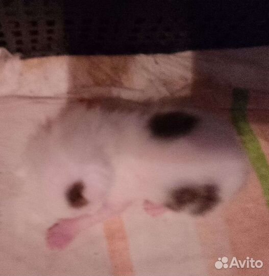 Котята