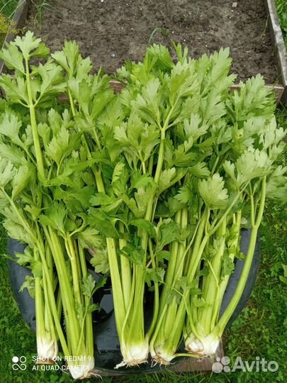 Сельдерей черешково-листовой