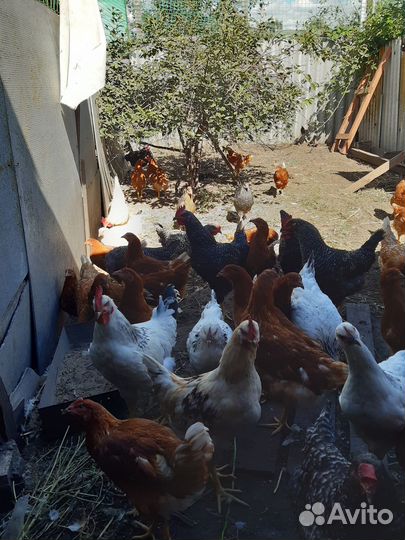 Продам петушков Молодых