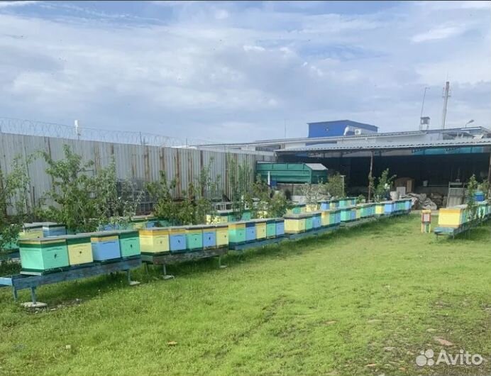 Пчелы кочевую пасеку с оборудованием