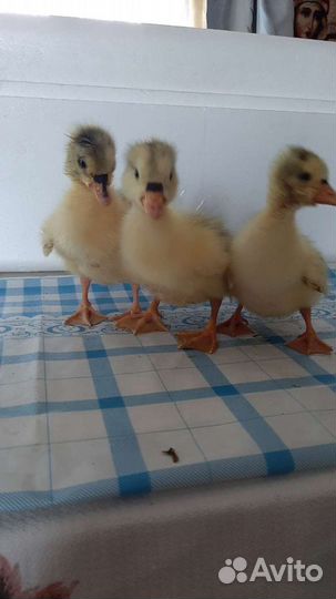 Гусята домашние