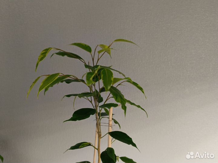 Комнатные цветы