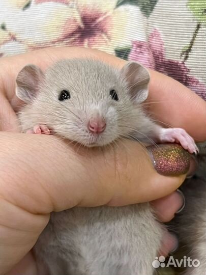 Крыса крысята крысы крыски дамбо голубые
