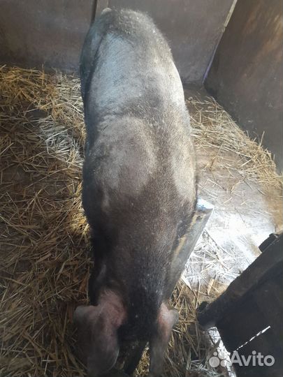 Хряк дюрок на племя