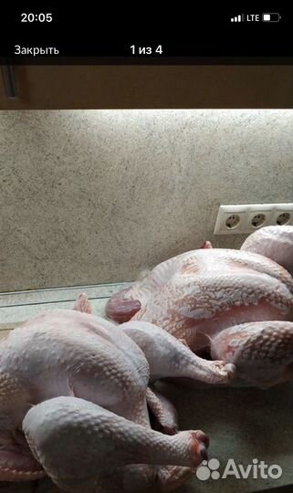 Мясо домашней индейки