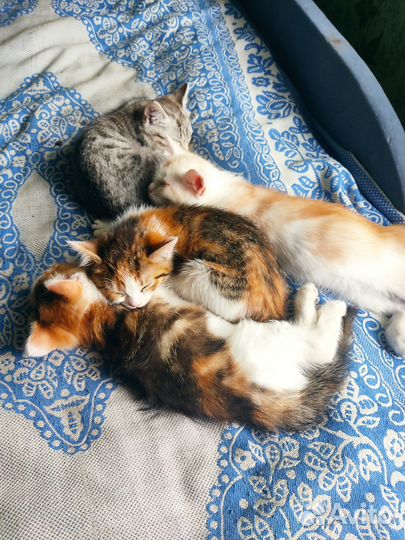 Котята - крысоловы