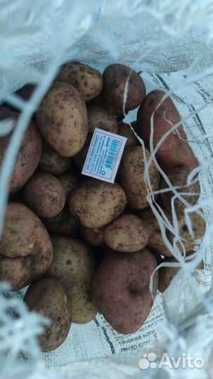 Продам картофель, урожай 2023г