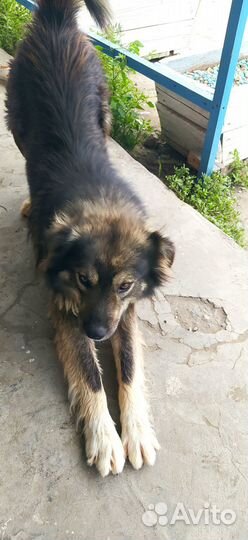 Собака ищет семью