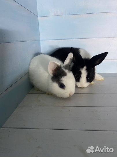 Карликовые крольчата