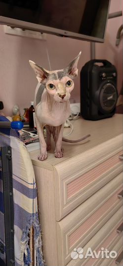 Кошка в дар бесплатно сфинкс