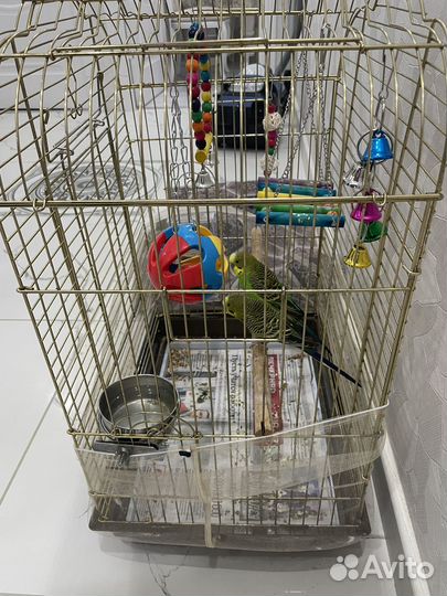 Волнистые попугайчики