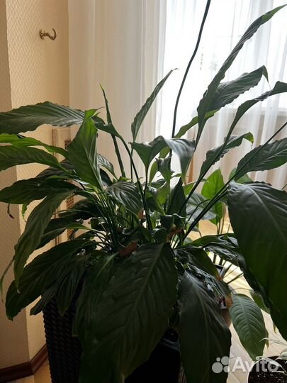 Спатифиллум (женское счастье) взрослый