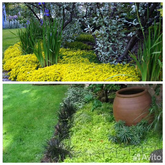 Очиток,седум,почвопокровные,барвинок