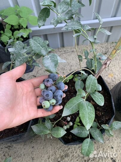 Саженцы плодовых и декоративных растений