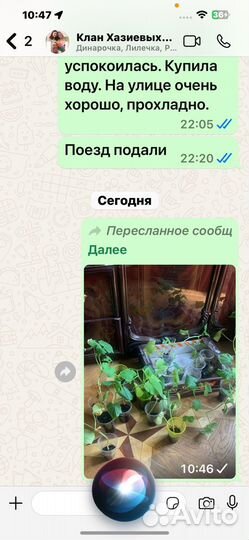 Рассада огурцов