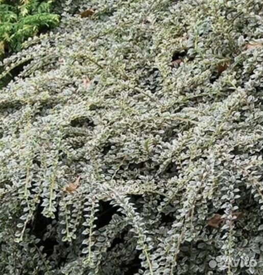 Кизильник блестящий горизонтальный