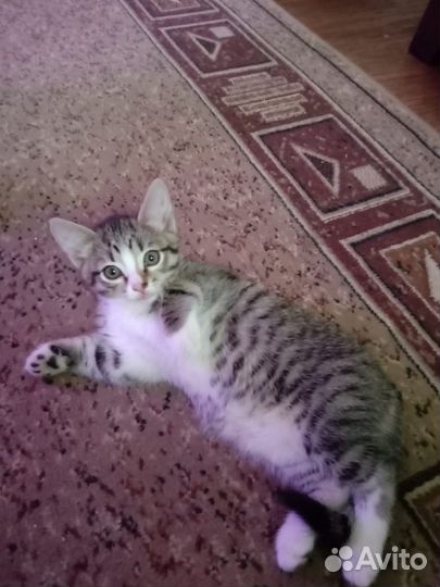 Кошки в добрые руки