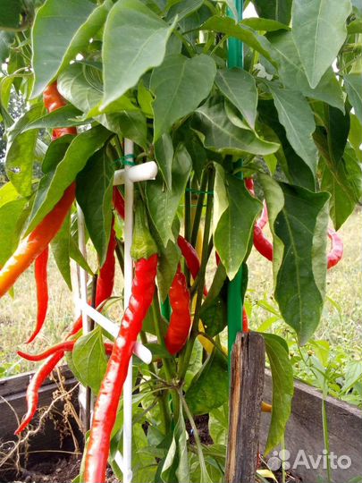 Семена сладкого перца «Турецкая змея»