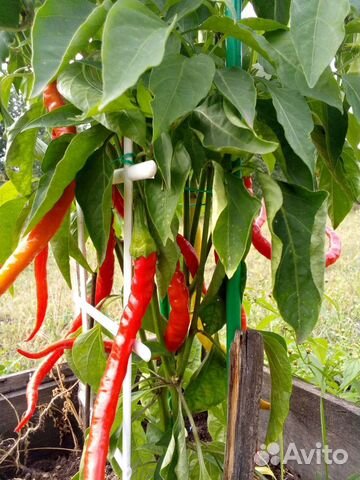 Семена сладкого перца «Турецкая змея»