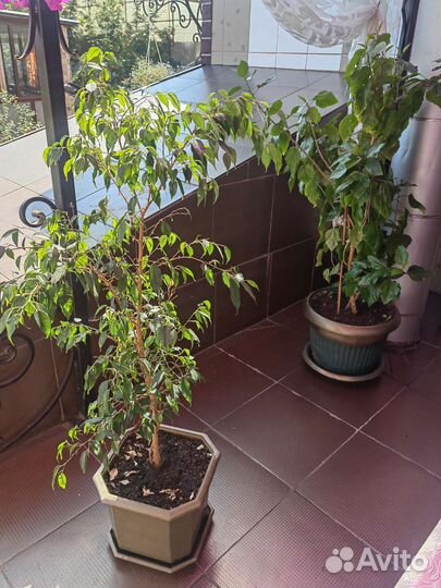 Живые большие комнатные цветы