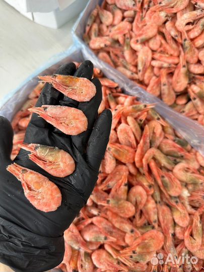 Яркая красная креветка 250+