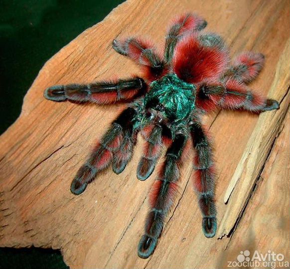 Пауки птицееды