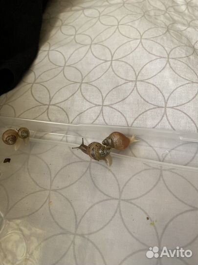 Улитки ахатины