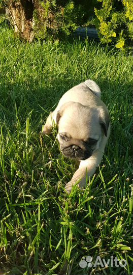 Щенки мопса