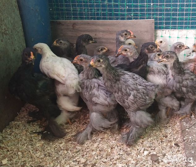 Яйцо инкубационное