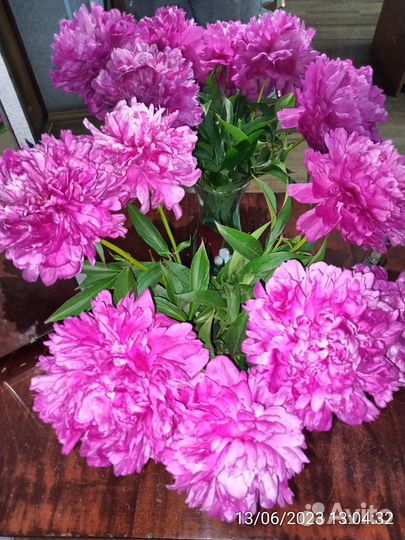 Пионы малиновые