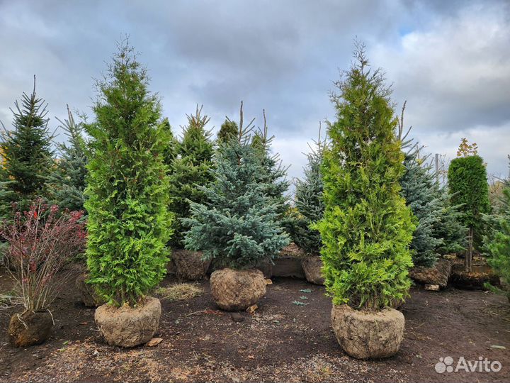 Туя брабант стриженная 3 m-3,3 m