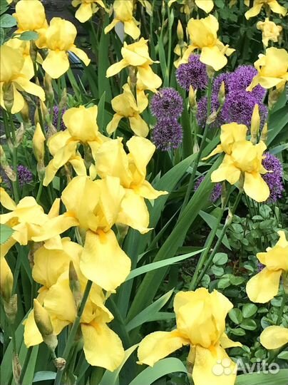 Ирисы сортовые,желтые