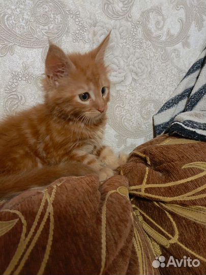Продам котят мейн кун