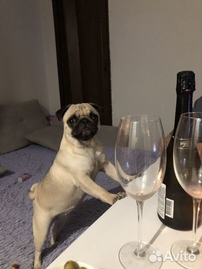 Щенки мопса