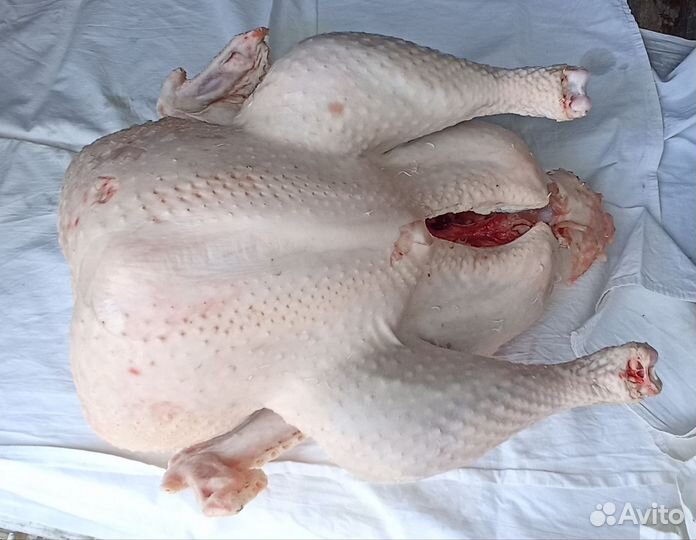 Мясо домашней индейки