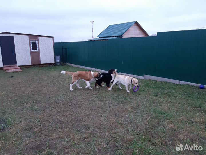 Загородная передержка собак у кинолога