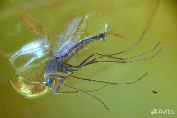 Натуральный балтийский янтарь с включением осы и к